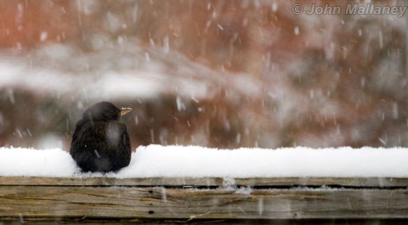 Blackbird chilling