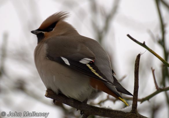 A well fed Waxwing