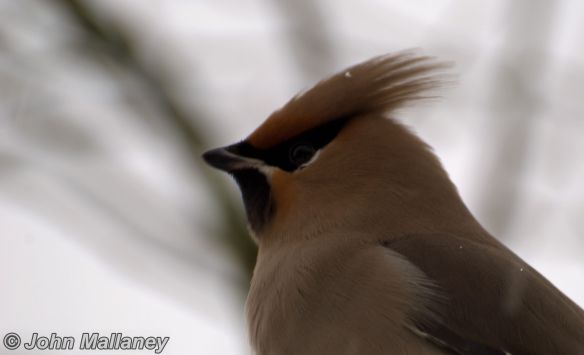 Waxwing