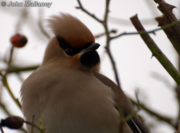 Waxwing