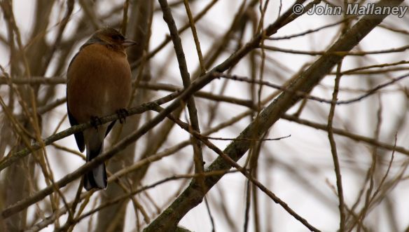 Chaffinch