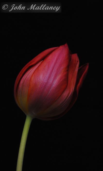 Tulip