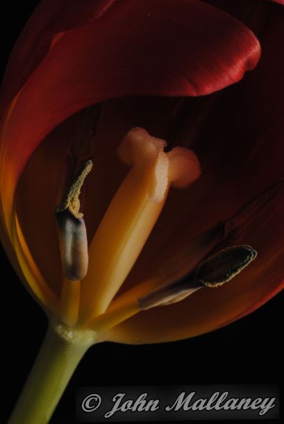 Tulip Tulip