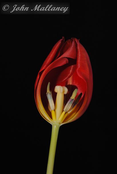 Tulip