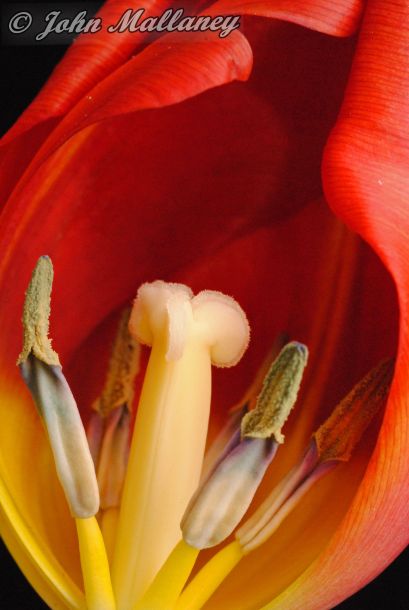 Tulip Tulip