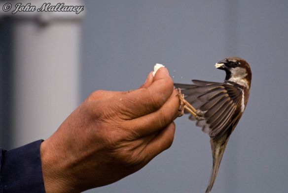 House Sparrow, Notre Dame