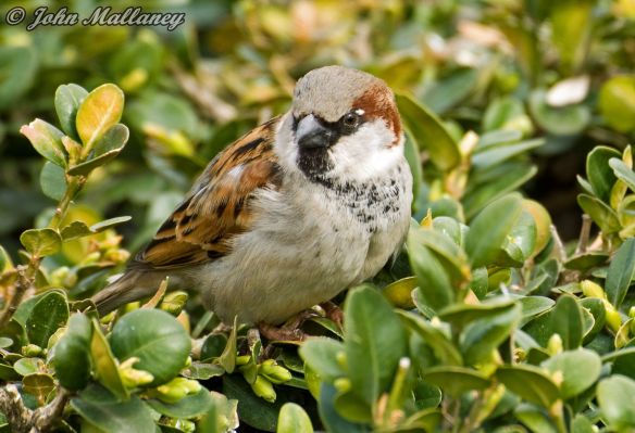 House Sparrow, Notre Dame