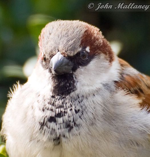 House Sparrow, Notre Dame