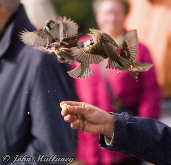 House Sparrow, Notre Dame