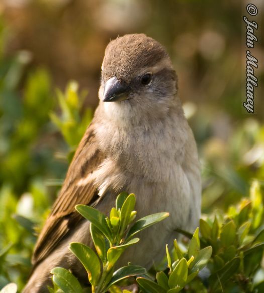 House Sparrow, Notre Dame