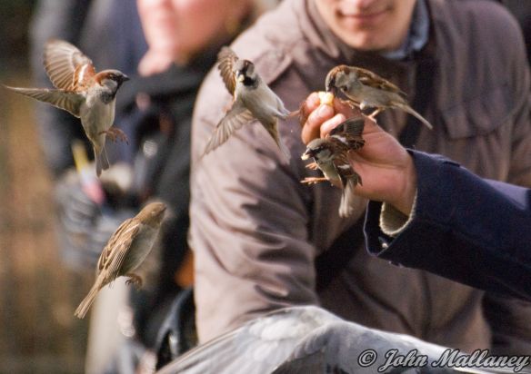 House Sparrow, Notre Dame