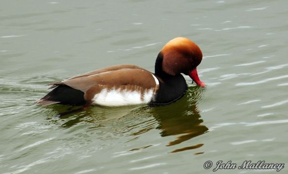 Red Crested Pochard