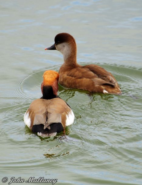 Mr & Mrs Red Crested Pochard