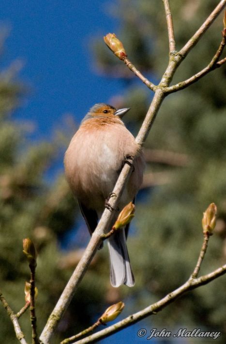Chaffinch