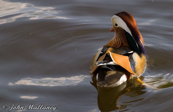 Mandarin Duck Mandarin Duck