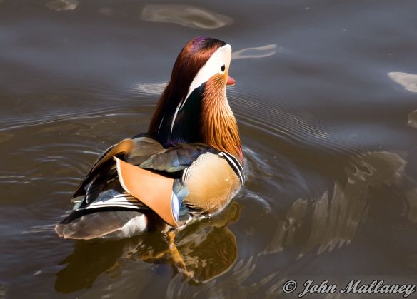 Mandarin Duck