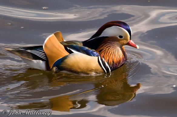 Mandarin Duck