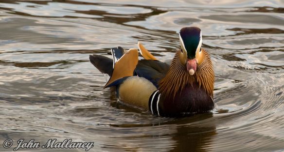 Mandarin Duck