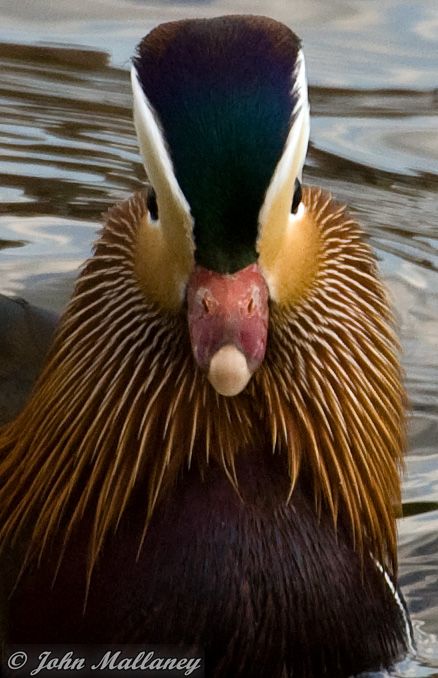 Mandarin Duck