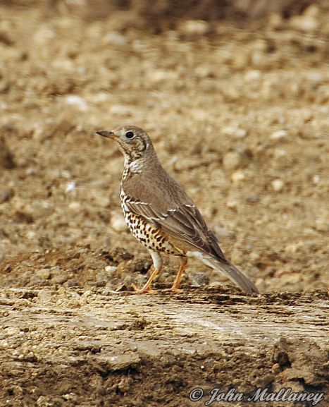 Mistle Thrush