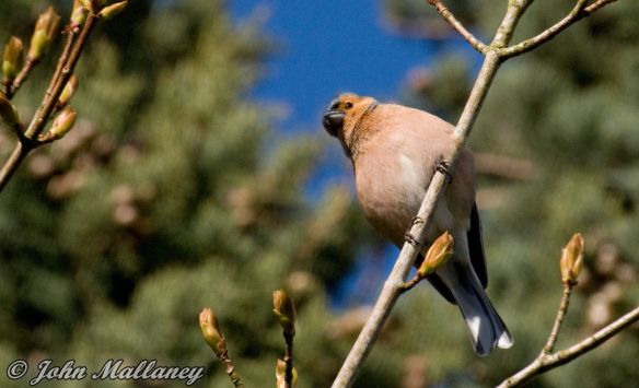 Chaffinch