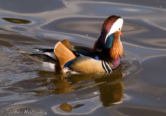 Mandarin Duck