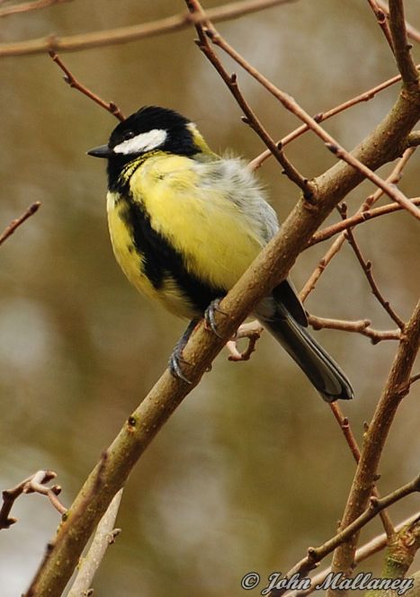Great Tit