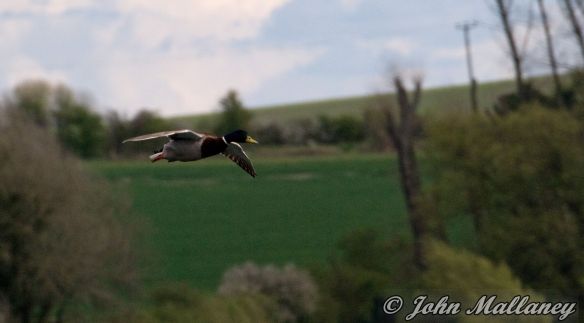 Mallard