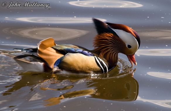 Mandarin Duck