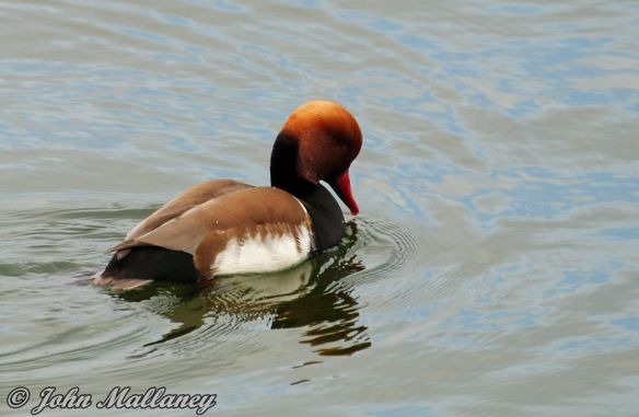 Red Crested Pochard