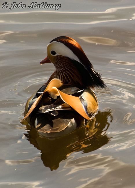 Mandarin Duck