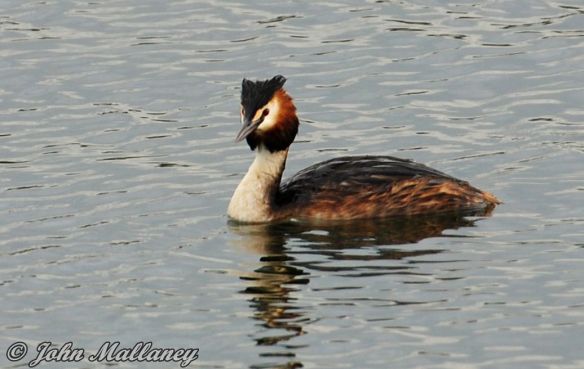 Great Crested Grebe