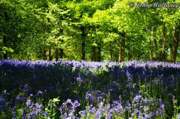 Bluebells at Greys Court