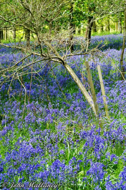 Bluebells