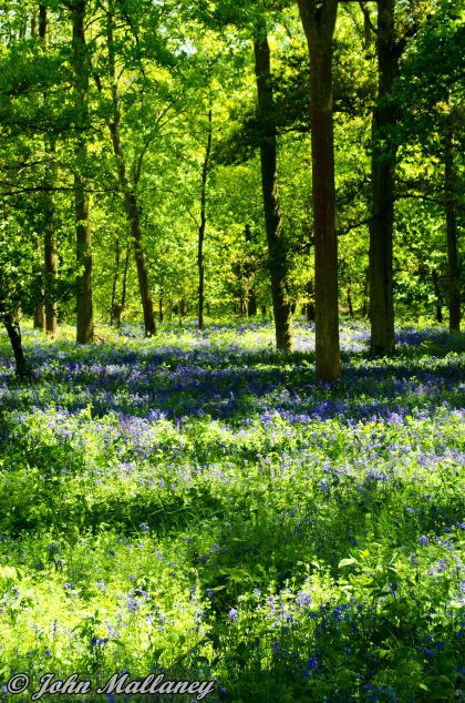 Bluebells