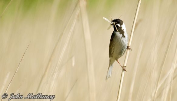 Reed Bunting
