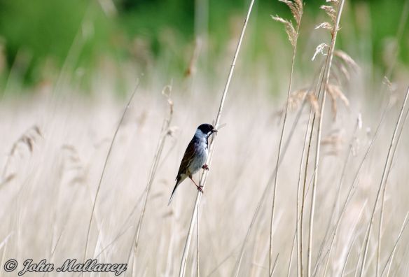 Reed Bunting Reed Bunting
