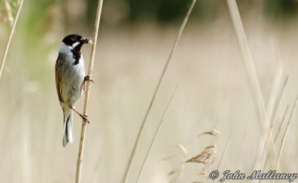 Reed Bunting