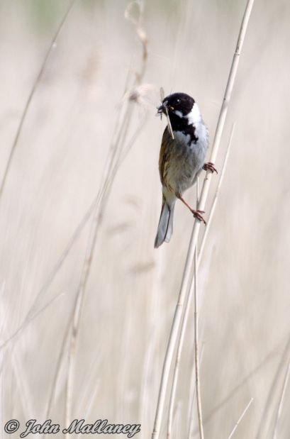 Reed Bunting