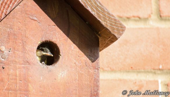 Great Tit chick