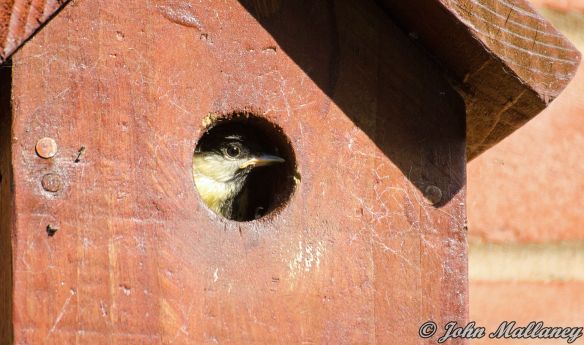 Great Tit chick