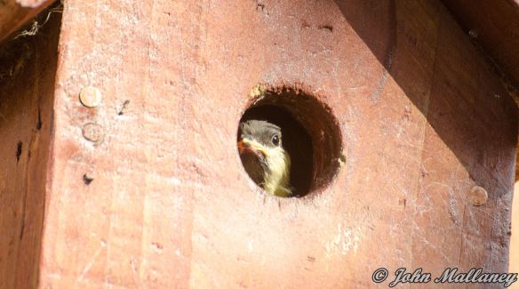 Great Tit chick