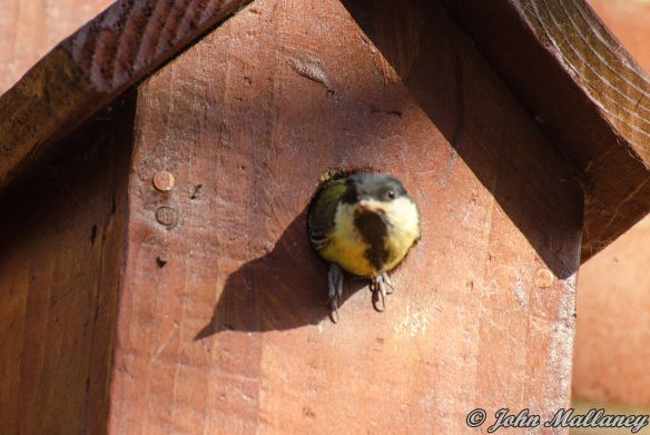 Great Tit chick