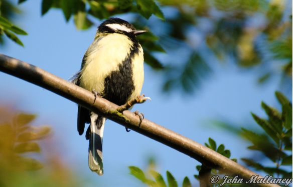 Great Tit chick