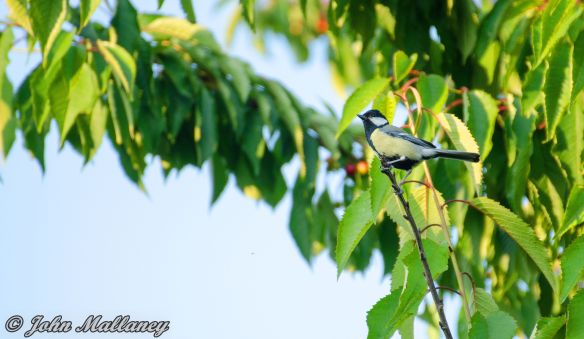 Great Tit chick