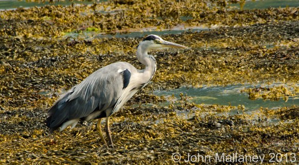 Grey Heron