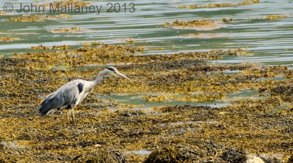 Grey Heron