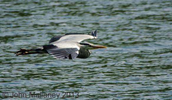 Grey Heron