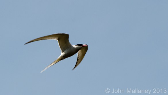 Arctic Tern