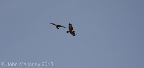 Buzzards